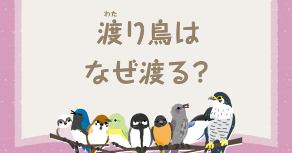 渡（わた）り鳥はなぜ渡る？：鳥のヒミツをときあかせ4 | バードコラム