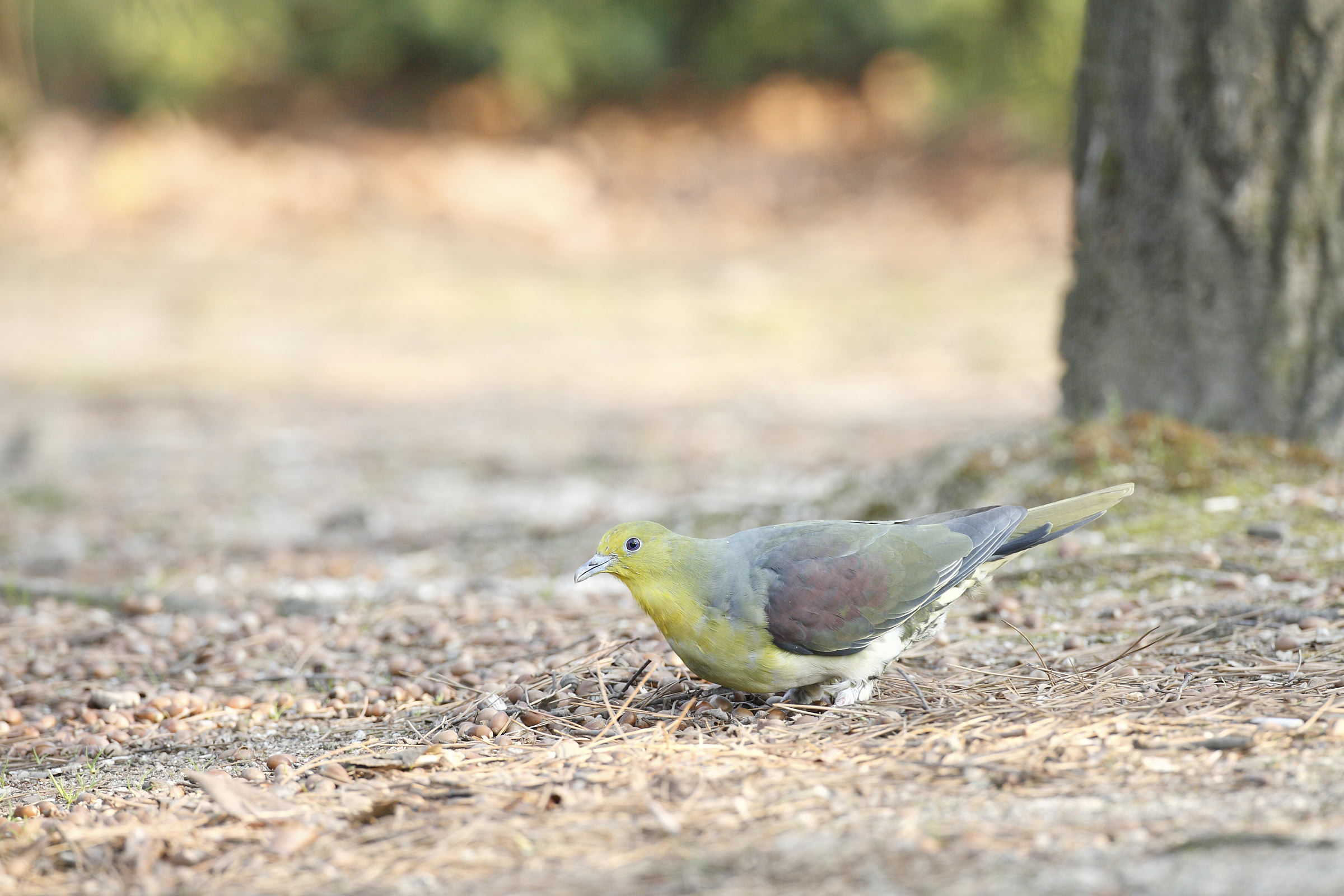 露出を知れば 写真がぐっと良くなります 野鳥の撮りかた10 中級講座 キヤノンバードブランチプロジェクト