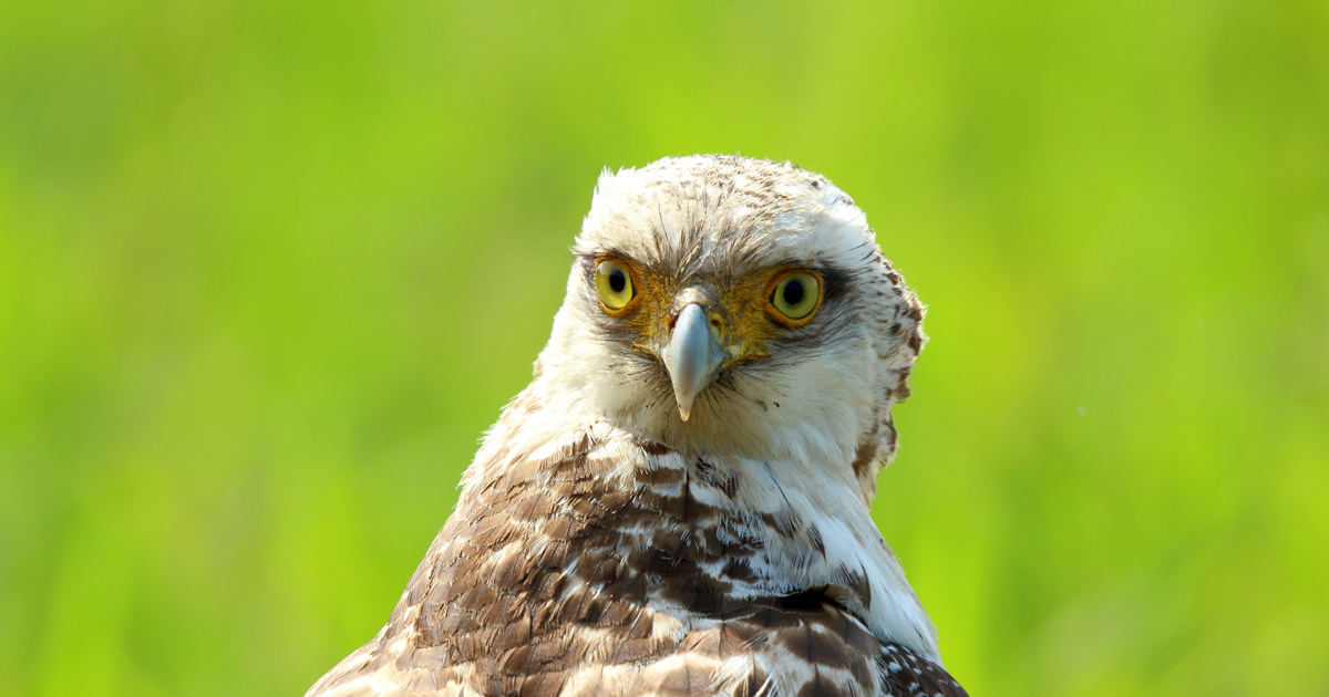 野鳥撮影には、絶対的に便利な親指AFを使いましょう：野鳥の撮りかた12 