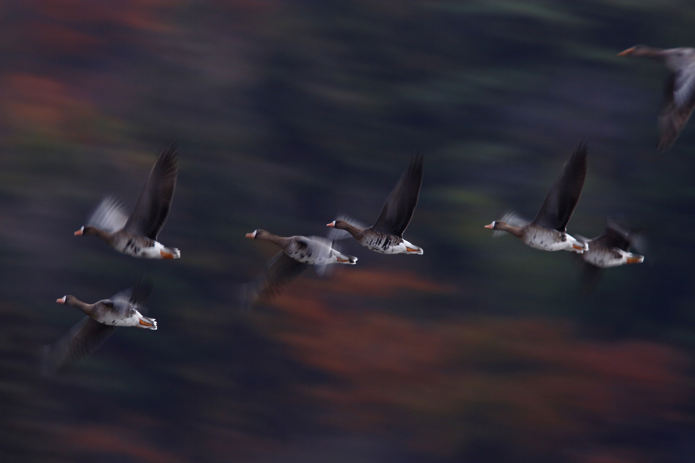 飛翔をピタリと捉えましょう 野鳥の撮りかた15 実践講座 キヤノンバードブランチプロジェクト