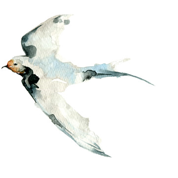 飛翔をピタリと捉えましょう 野鳥の撮りかた15 実践講座 キヤノンバードブランチプロジェクト