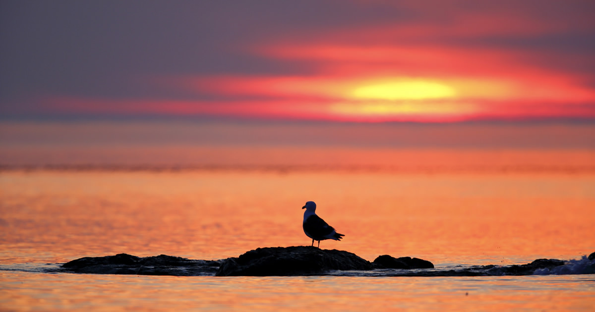 夕景と鳥