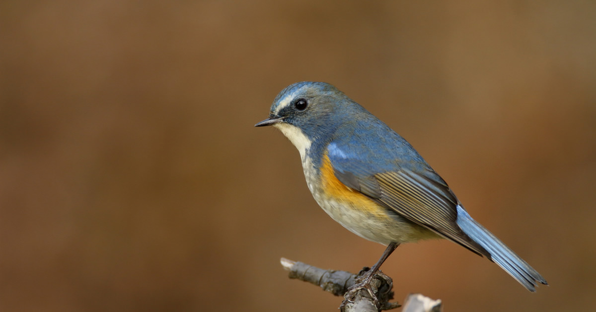 天気や時間帯による光の違いを知ろう：野鳥の撮りかた22｜実践講座