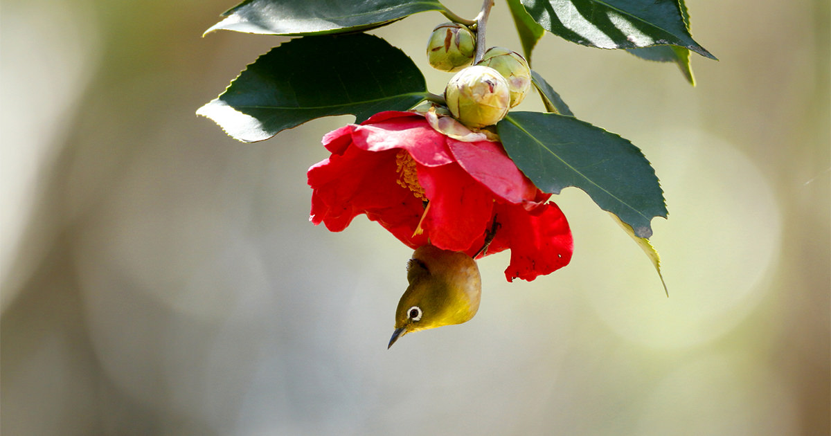 花と鳥：野鳥の撮りかた23｜実践講座｜キヤノンバードブランチプロジェクト