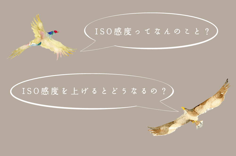 Iso感度 を使った明るさ調節をマスターしましょう 野鳥の撮りかた9 中級講座 キヤノンバードブランチプロジェクト