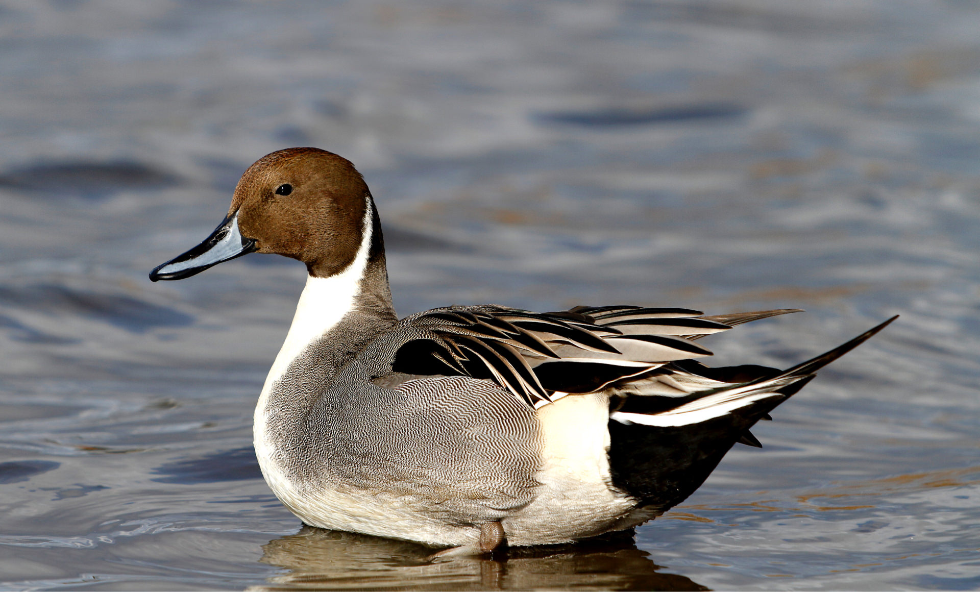 オナガガモの写真