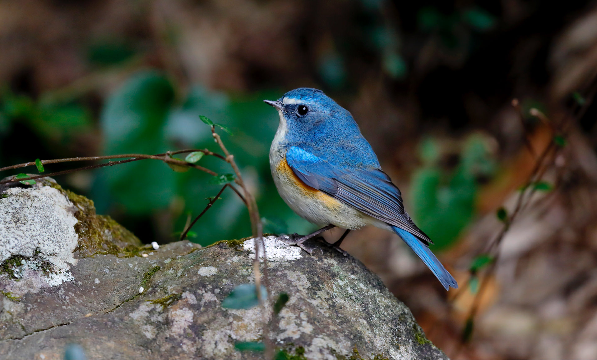 ルリビタキ写真