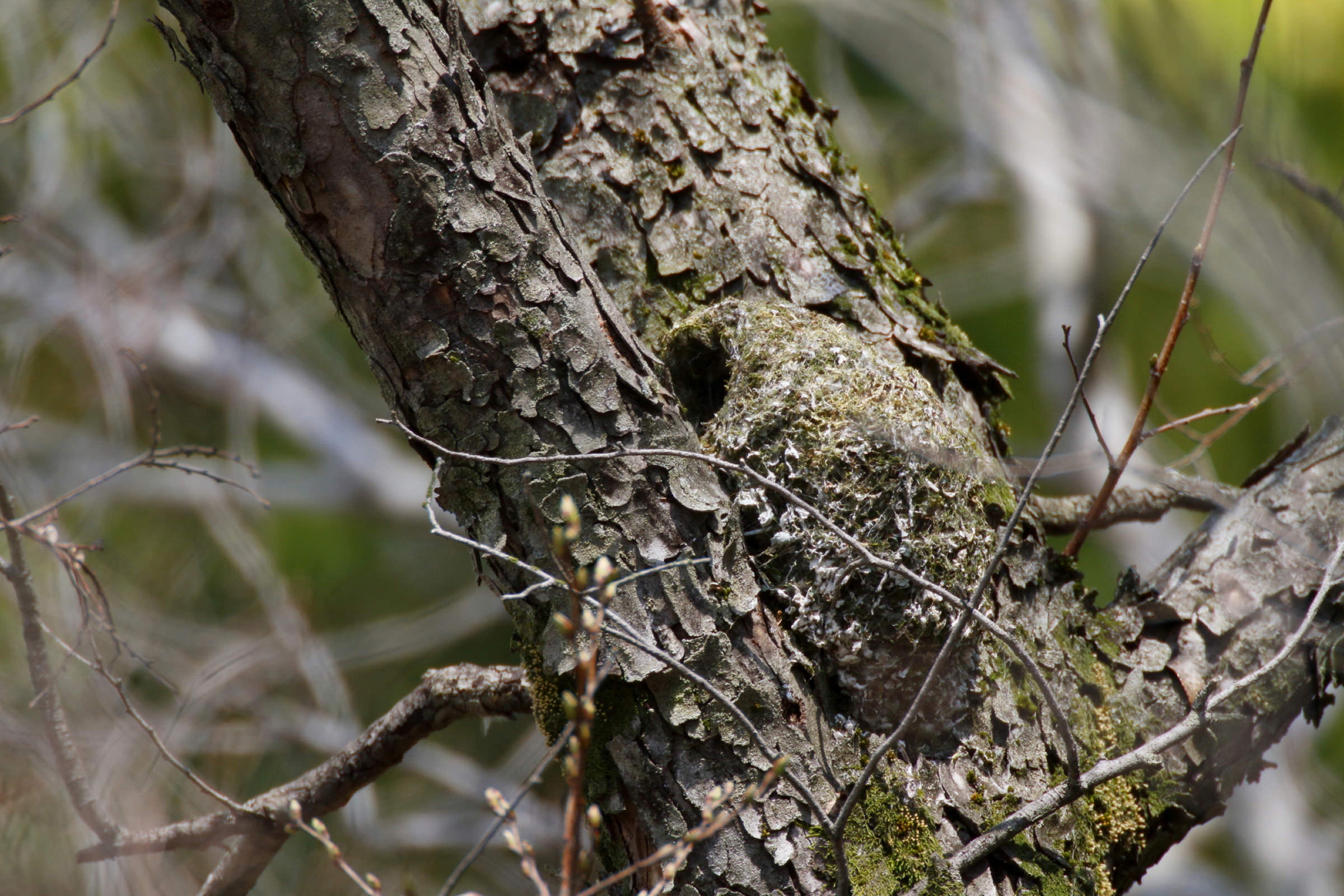 エナガ かわいいシマエナガはエナガの亜種 野鳥写真図鑑 キヤノンバードブランチプロジェクト