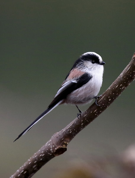 エナガ かわいいシマエナガはエナガの亜種 野鳥写真図鑑 キヤノンバードブランチプロジェクト