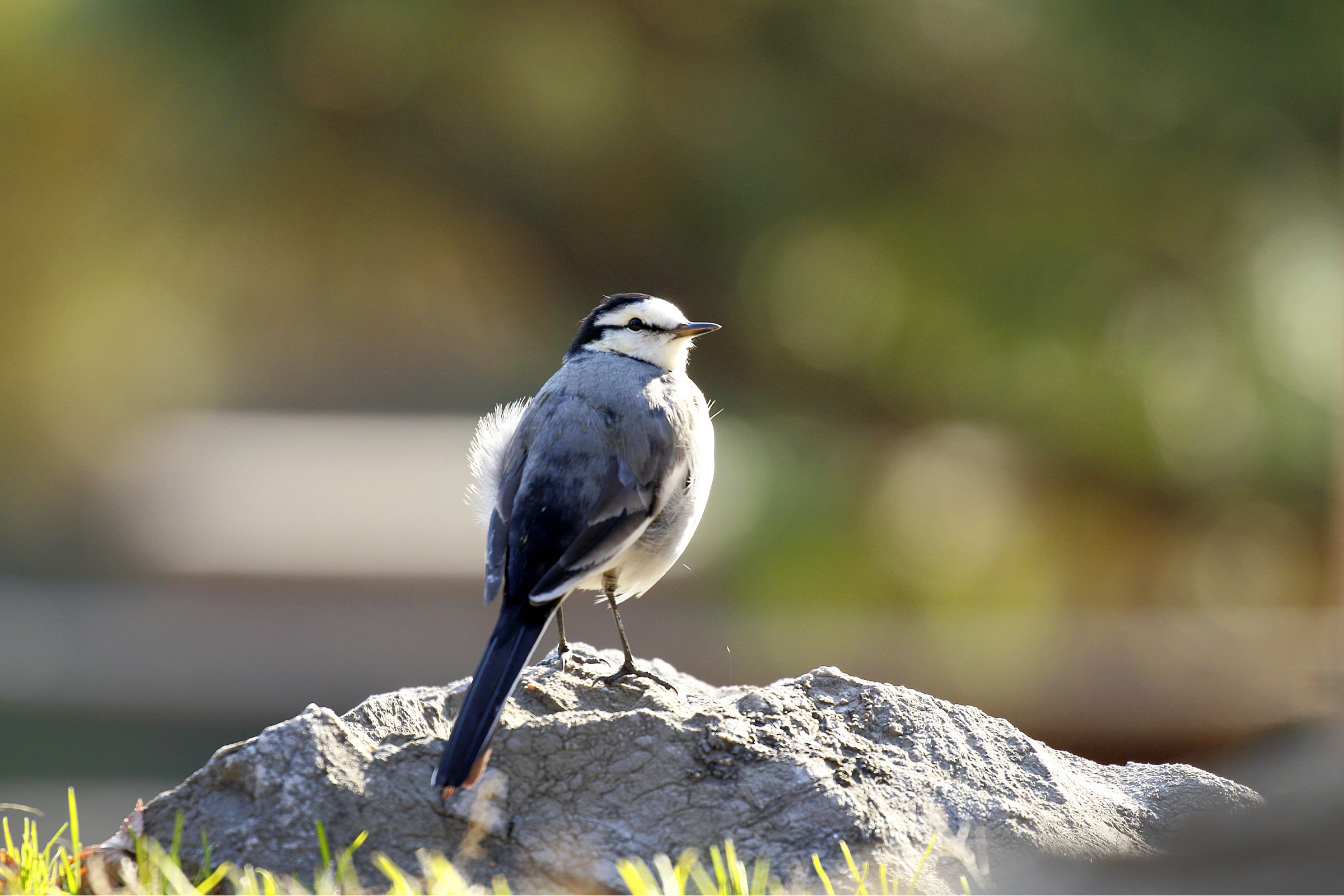 ハクセキレイ トコトコ歩き 野鳥写真図鑑 キヤノンバードブランチプロジェクト