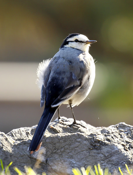 野鳥写真図鑑｜キヤノンバードブランチプロジェクト