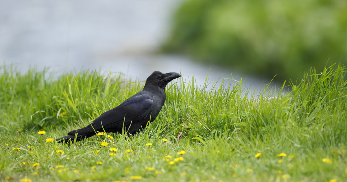 ハシブトガラス：くちばしが太めな都会のカラス｜野鳥写真図鑑