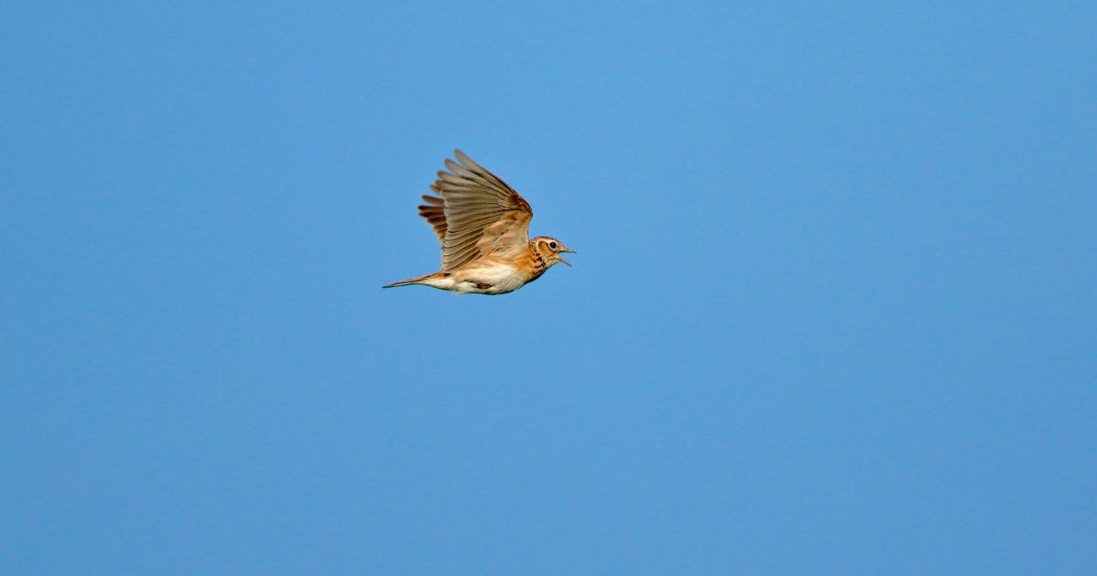 ヒバリ：東京都では絶滅危惧種｜野鳥写真図鑑｜キヤノンバードブランチ 