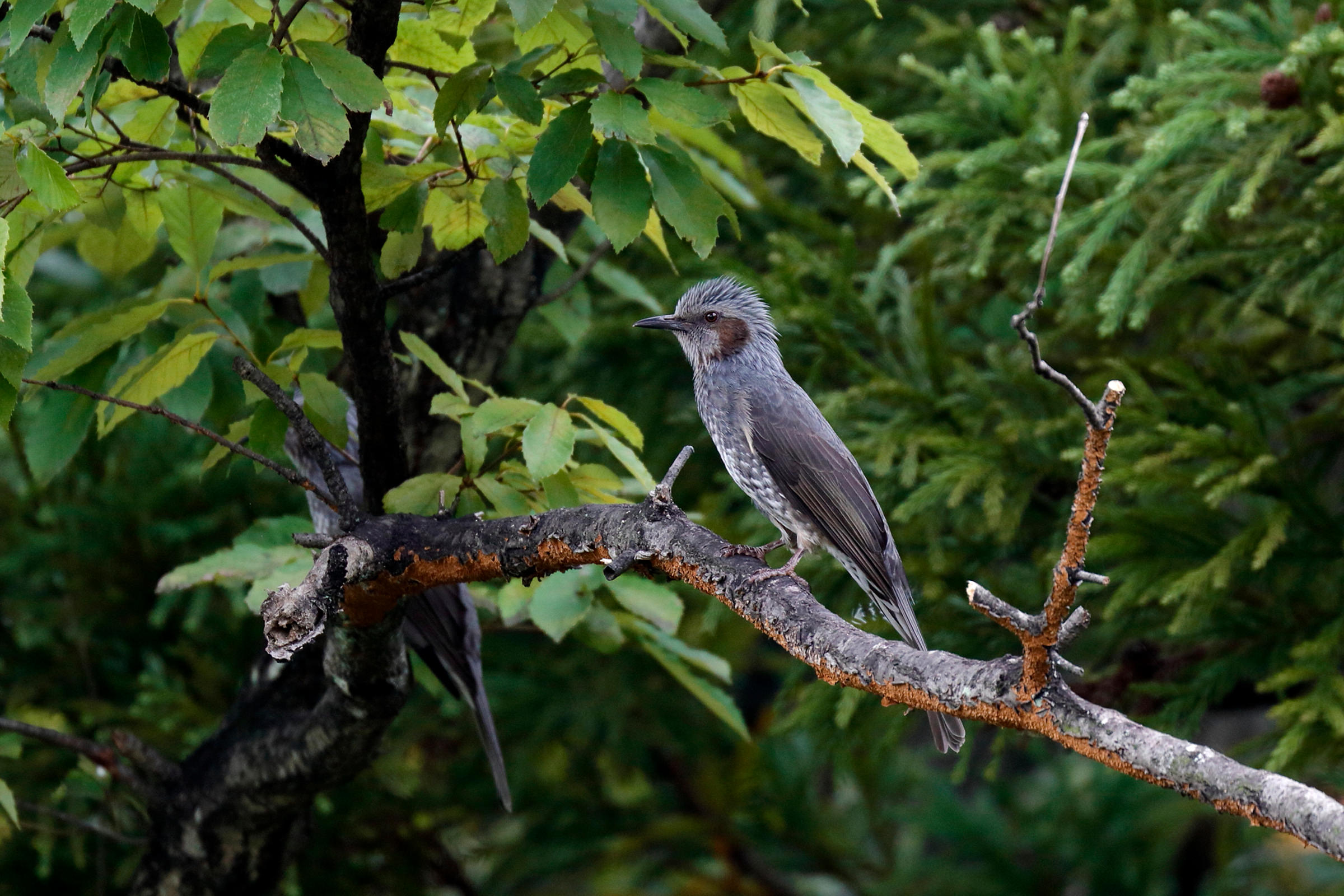 ヒヨドリ 日本ではどこでも見られる 野鳥写真図鑑 キヤノンバードブランチプロジェクト