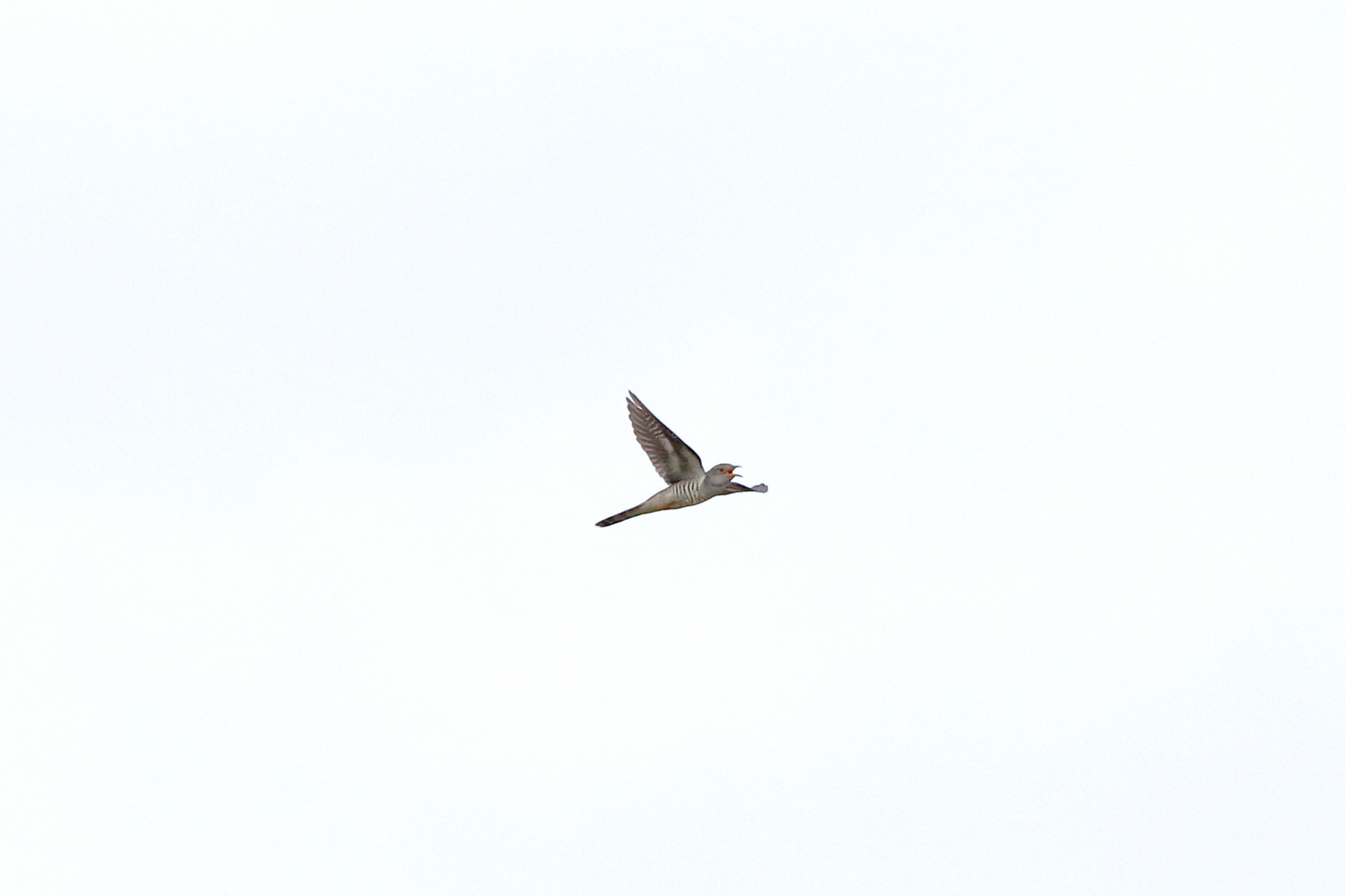 ホトトギス 特徴的な鳴き声 野鳥写真図鑑 バードブランチプロジェクト Canon Global