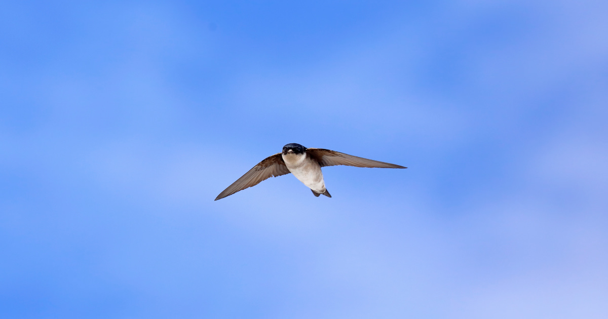 イワツバメ 足の指先まで白い羽毛 野鳥写真図鑑 バードブランチプロジェクト Canon Global