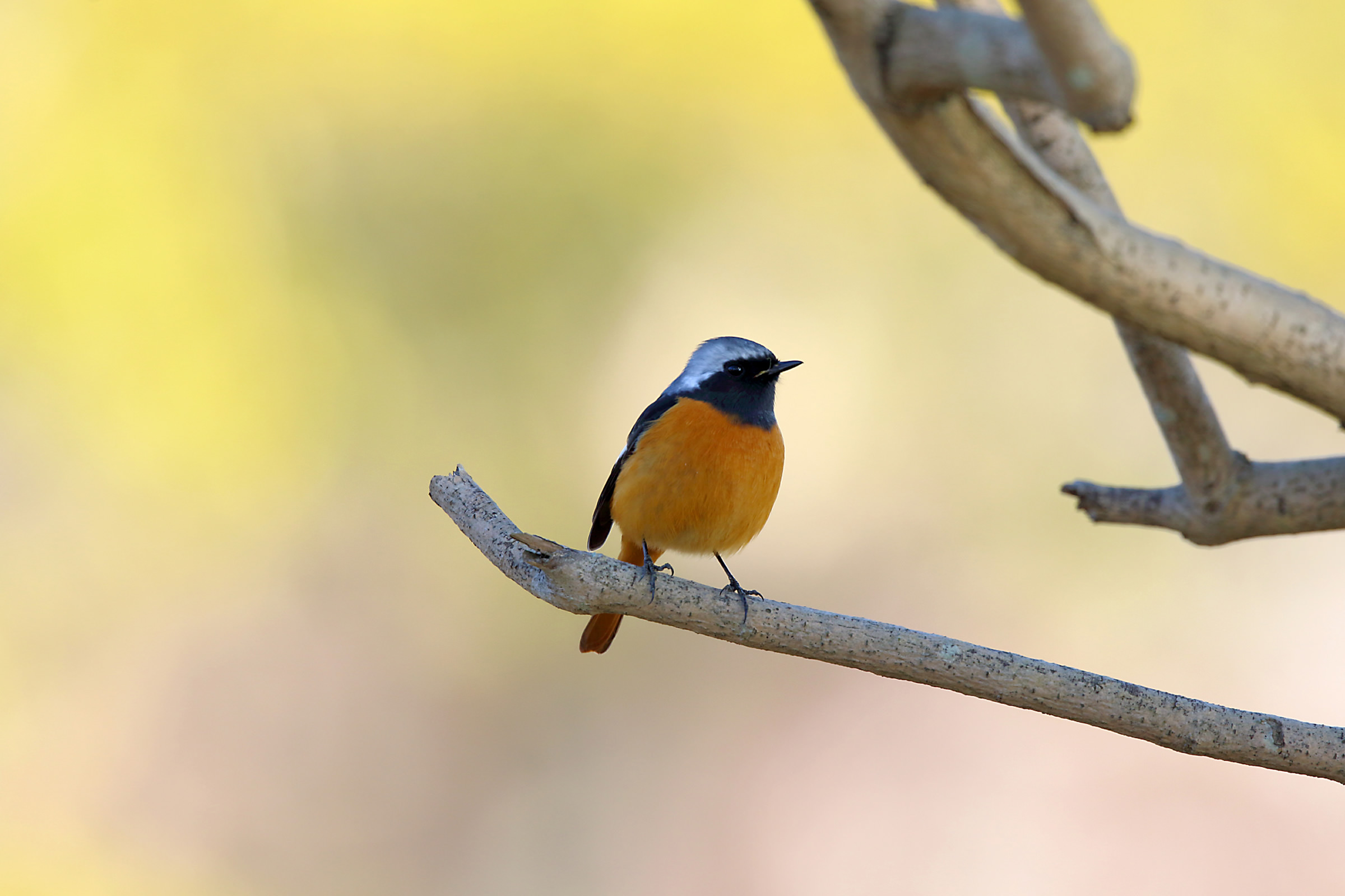 ジョウビタキ オレンジのお腹と青い帽子 野鳥写真図鑑 キヤノンバードブランチプロジェクト