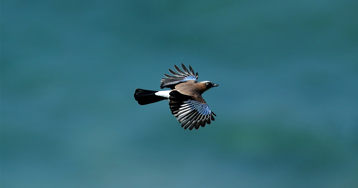 カケス：鳴き真似が得意｜野鳥写真図鑑｜キヤノンバードブランチ