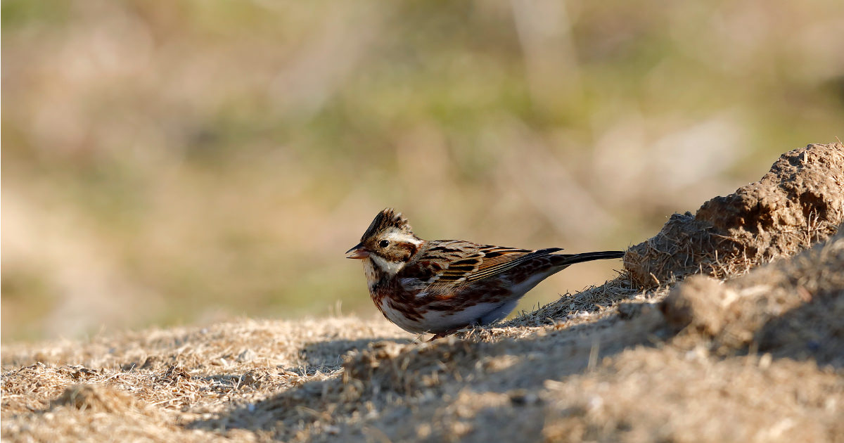 カシラダカ：頭の羽毛が立って見える｜野鳥写真図鑑｜キヤノンバード