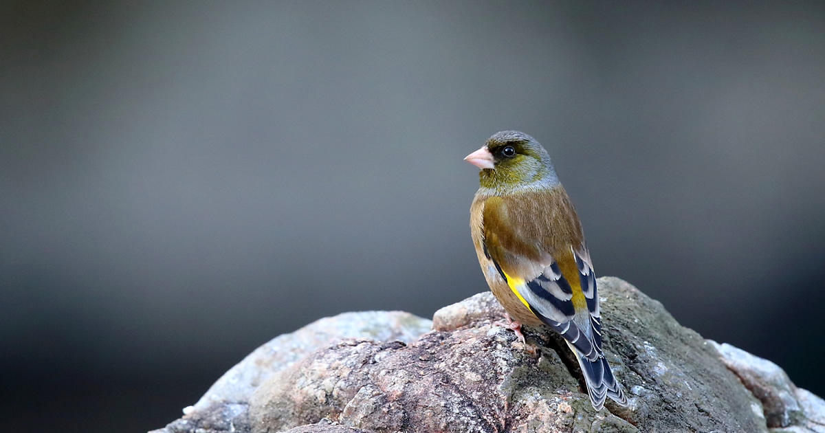カワラヒワ：スズメによく似た小鳥｜野鳥写真図鑑｜キヤノンバード