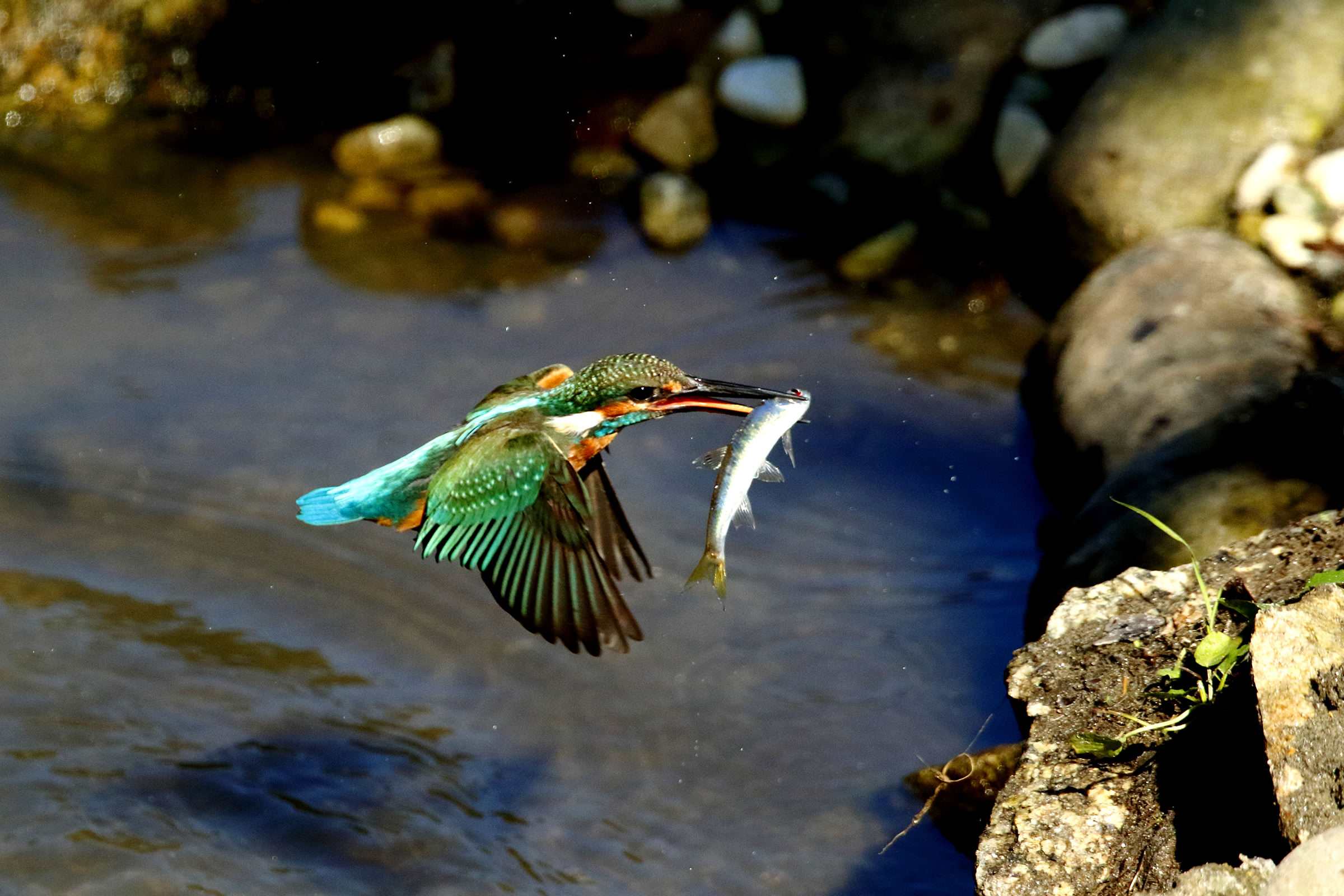 カワセミ：空飛ぶ宝石 | 野鳥写真図鑑 | キヤノンバードブランチ 