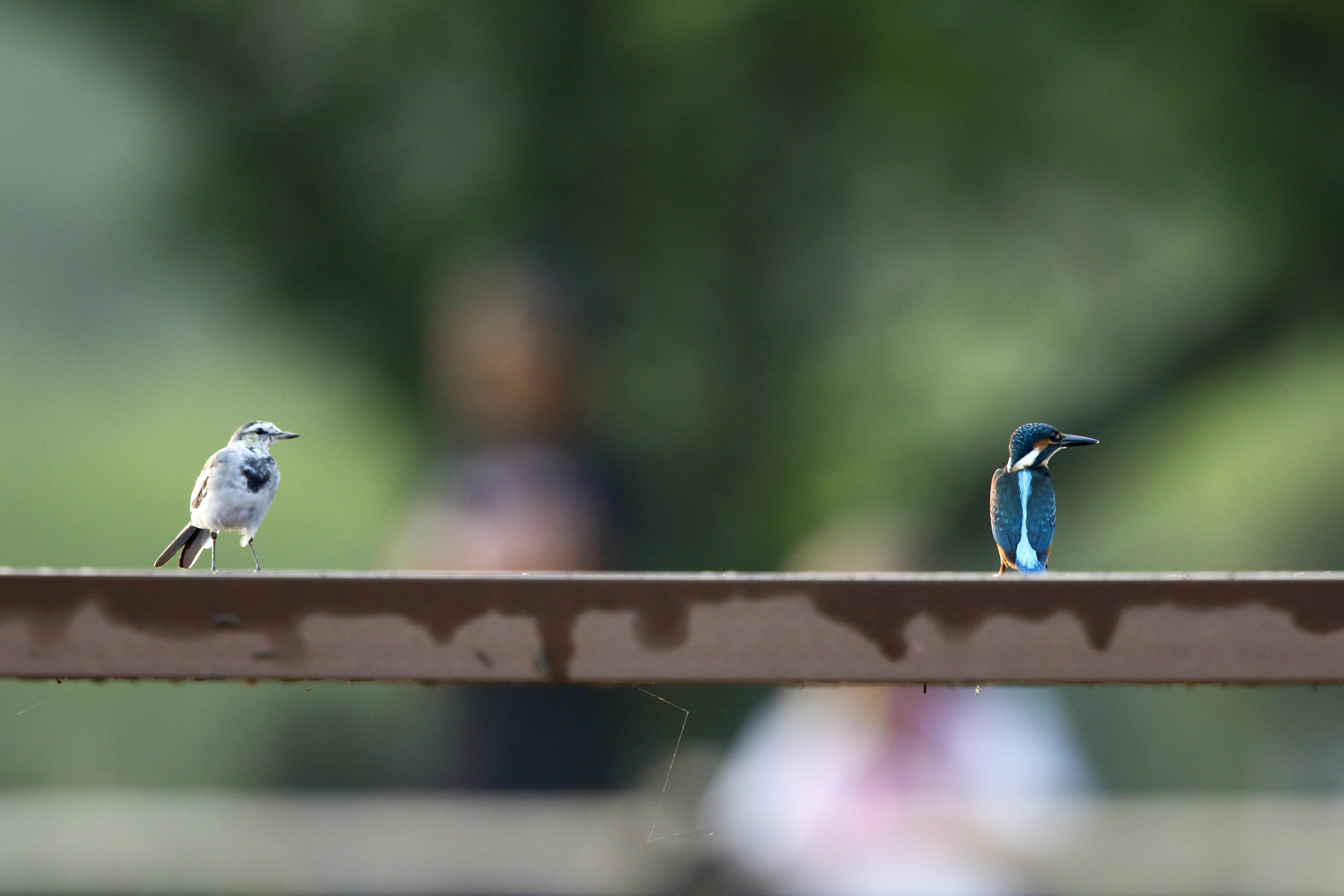 カワセミ 空飛ぶ宝石 野鳥写真図鑑 キヤノンバードブランチプロジェクト