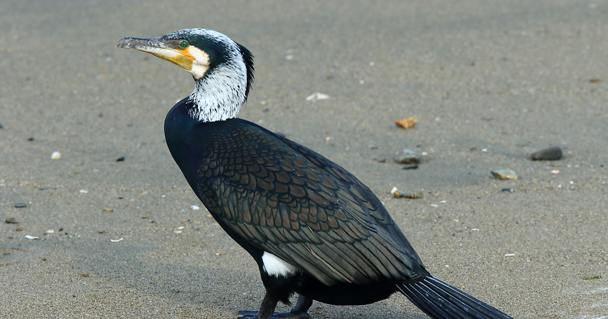 カワウ：都市部で見かけるウ｜野鳥写真図鑑｜キヤノンバードブランチプロジェクト