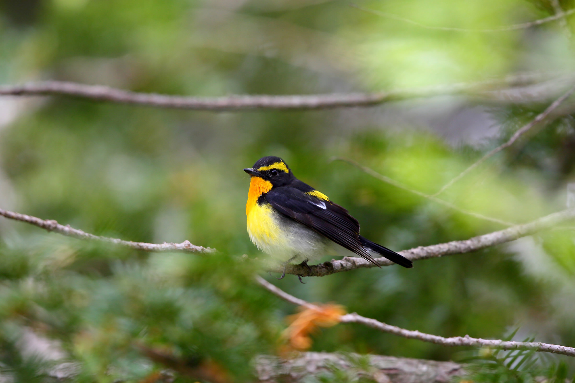 キビタキ あざやかな黄色 野鳥写真図鑑 キヤノンバードブランチプロジェクト