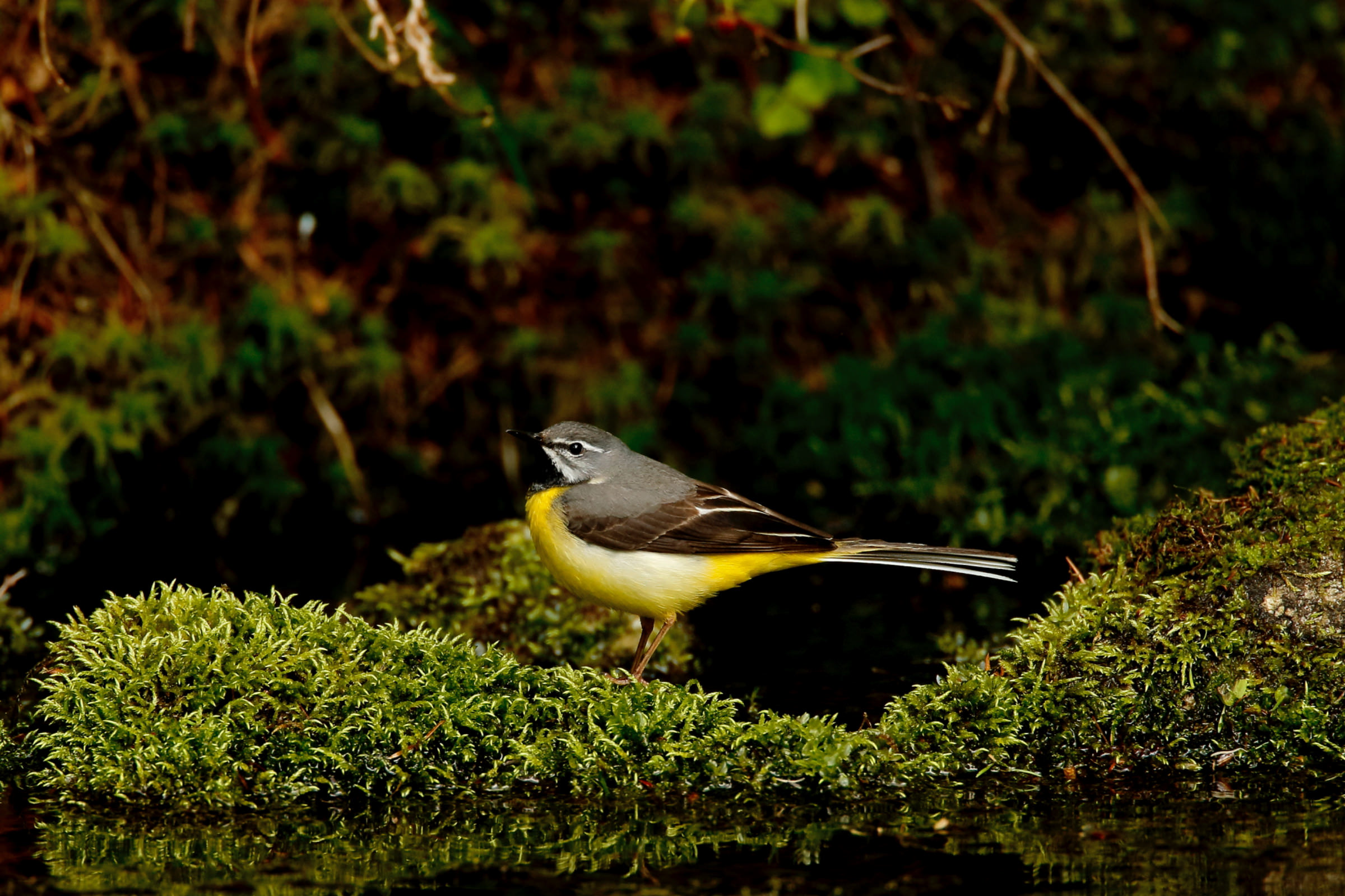 お腹 の 黄色い 鳥