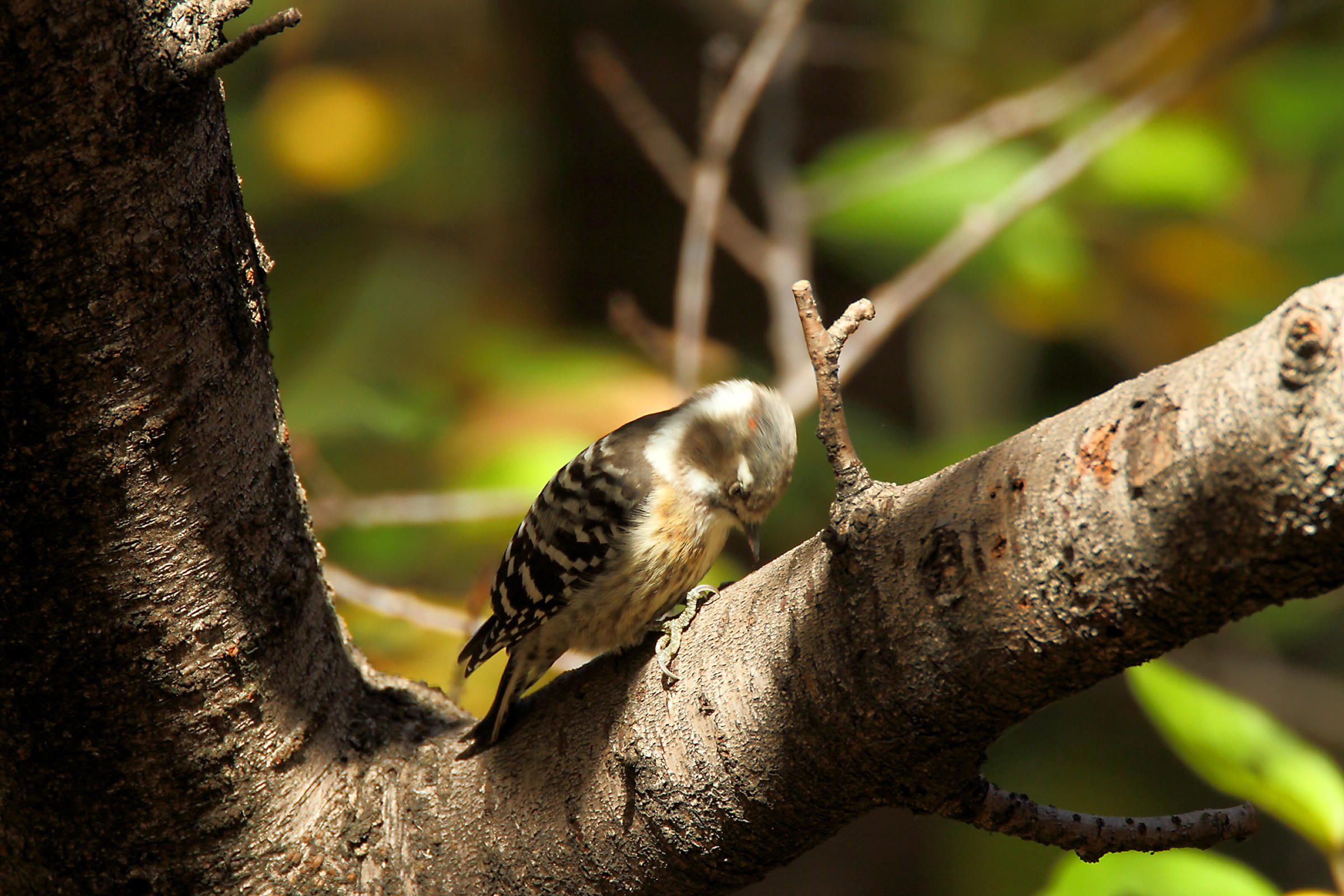 コゲラ 身近なキツツキ 野鳥写真図鑑 キヤノンバードブランチプロジェクト