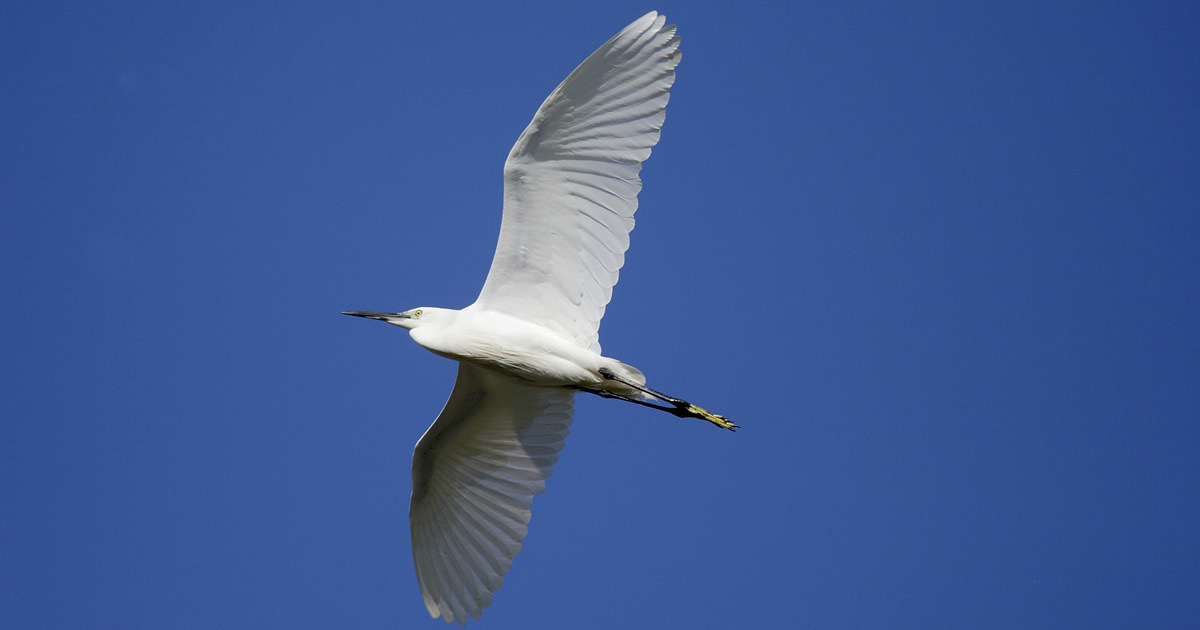 コサギ 一年中黒いくちばし 野鳥写真図鑑 キヤノンバードブランチプロジェクト