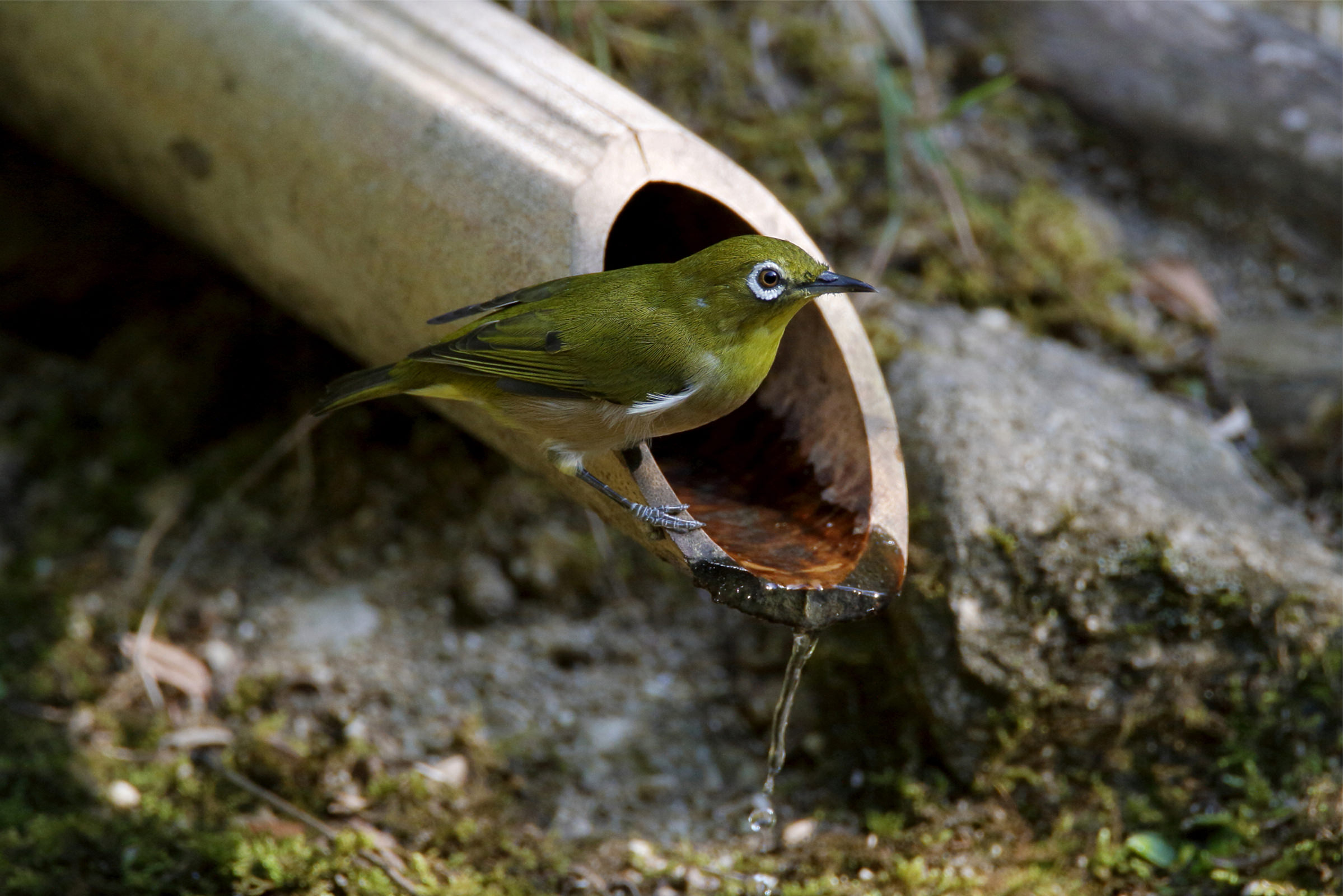 メジロ ウグイス色で目が白い 野鳥写真図鑑 キヤノンバードブランチプロジェクト