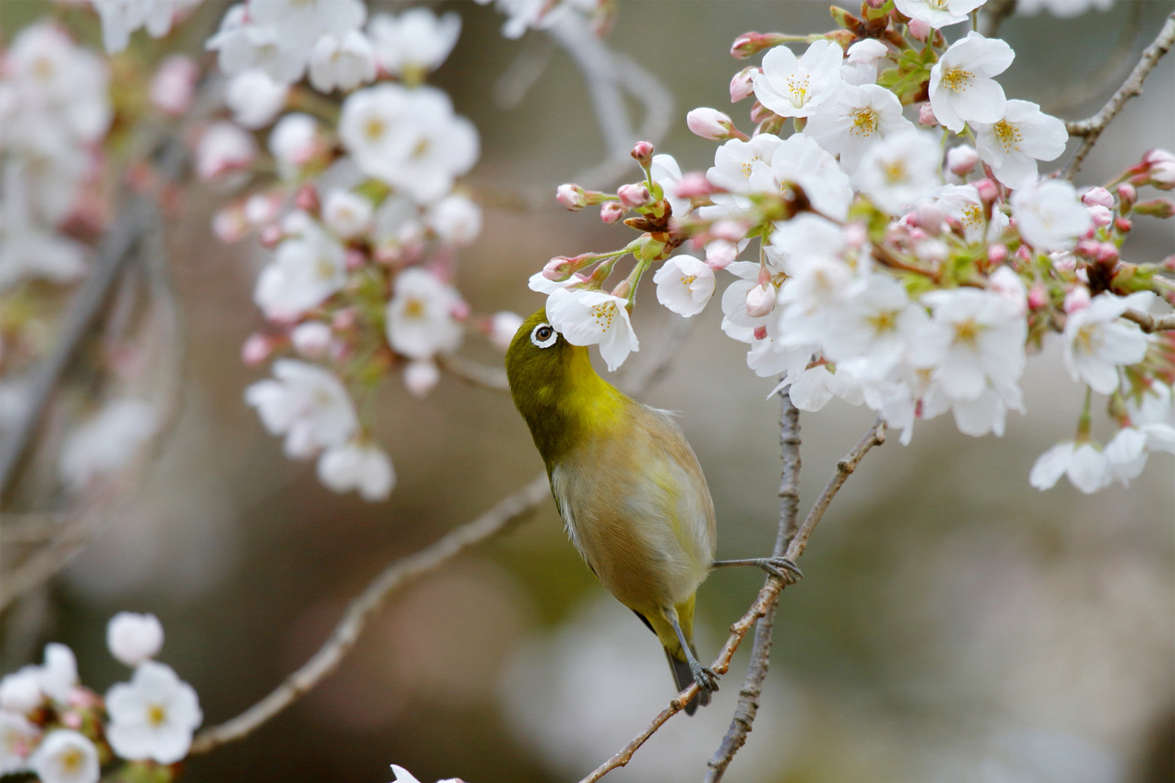 メジロ ウグイス色で目が白い 野鳥写真図鑑 キヤノンバードブランチプロジェクト