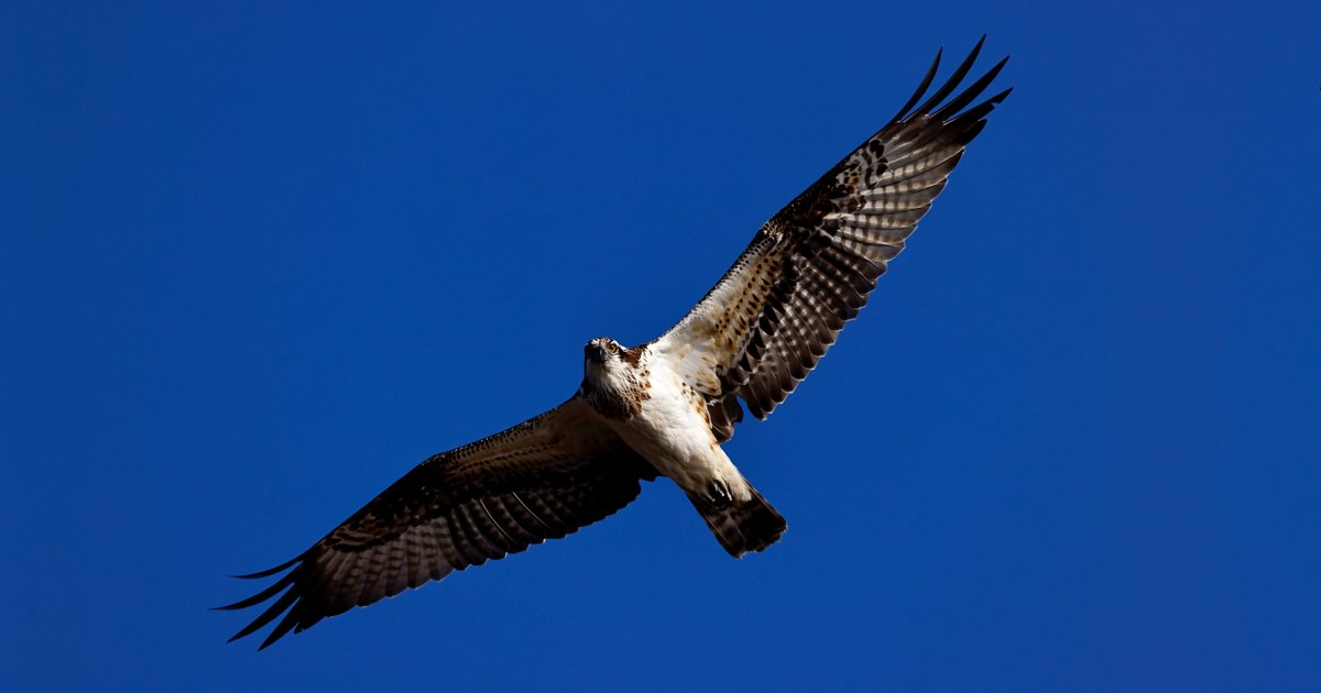ミサゴ：飛び込みの名手｜野鳥写真図鑑｜キヤノンバードブランチ