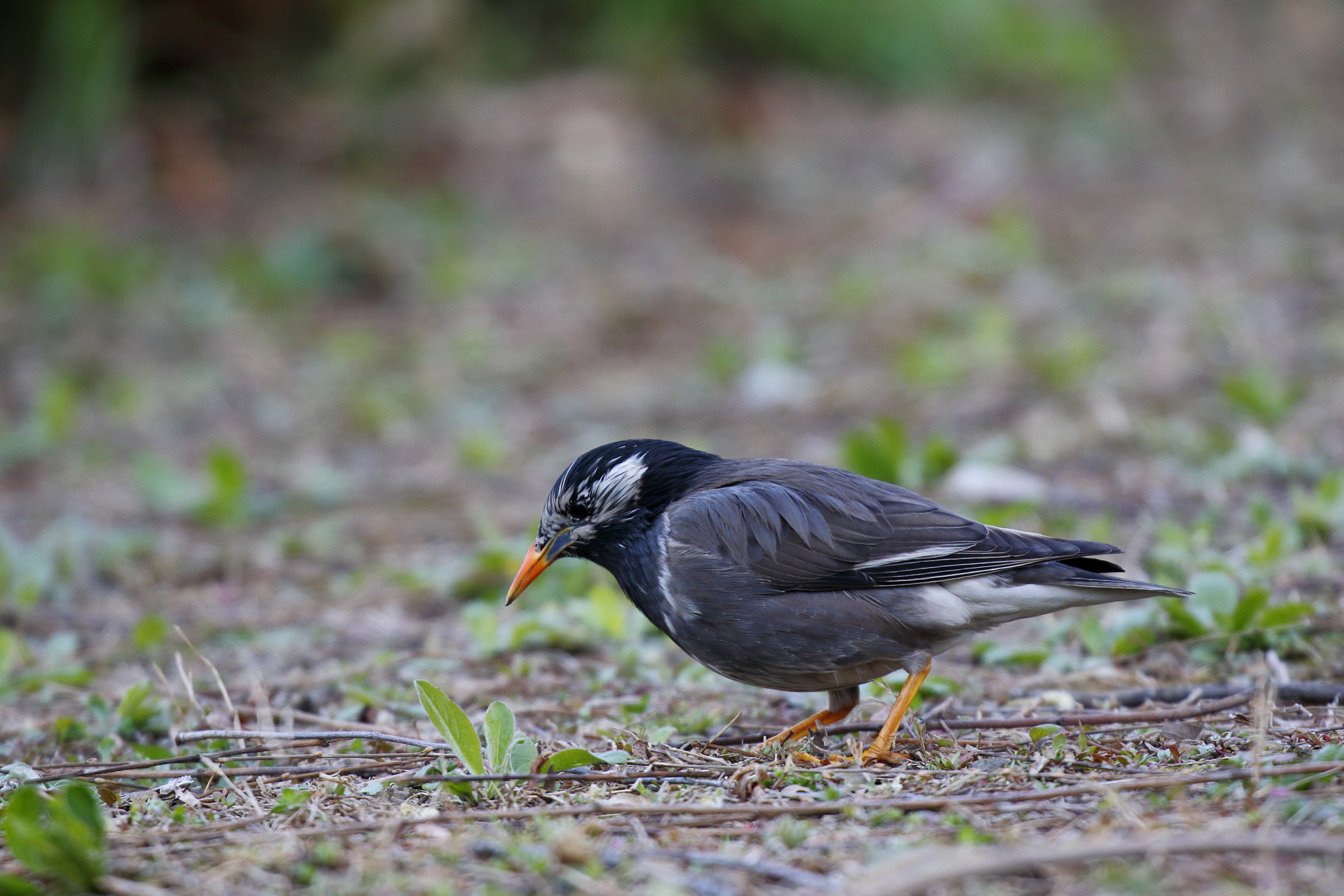 ムクドリ オレンジ色の足とくちばし 野鳥写真図鑑 キヤノンバードブランチプロジェクト