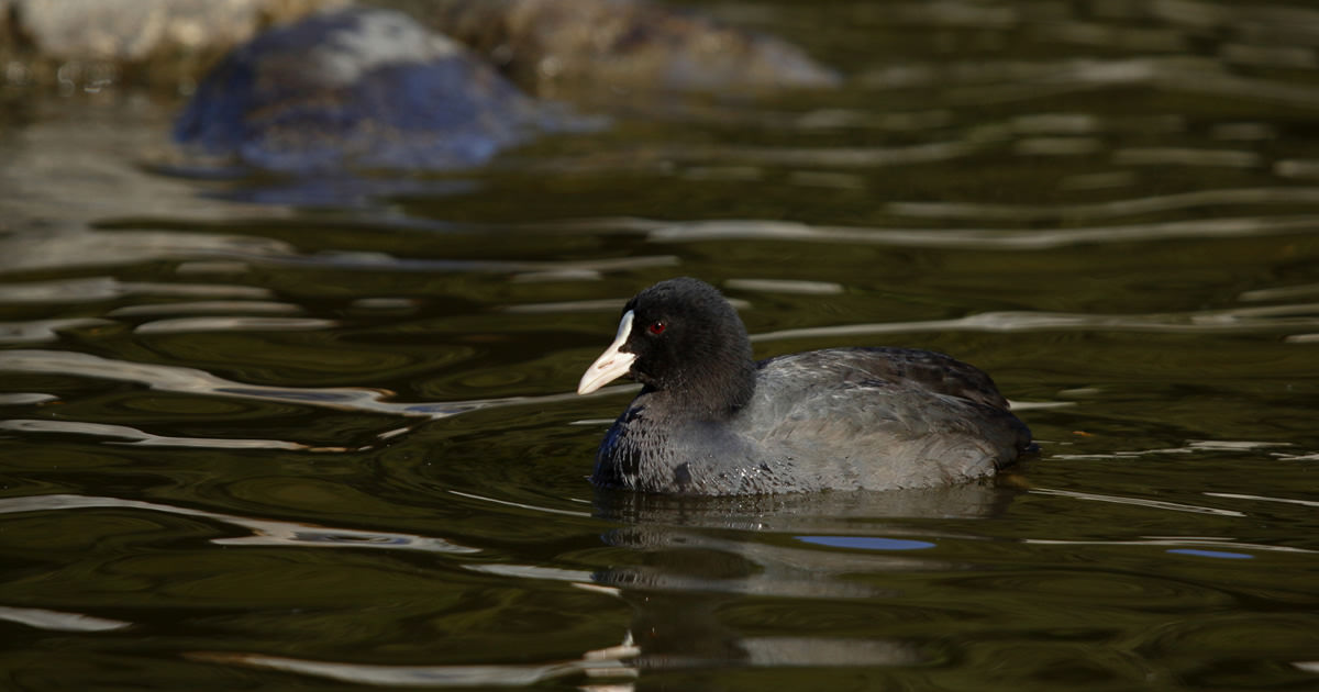 オオバン：水面に浮かぶ黒い鳥｜野鳥写真図鑑｜キヤノンバードブランチ