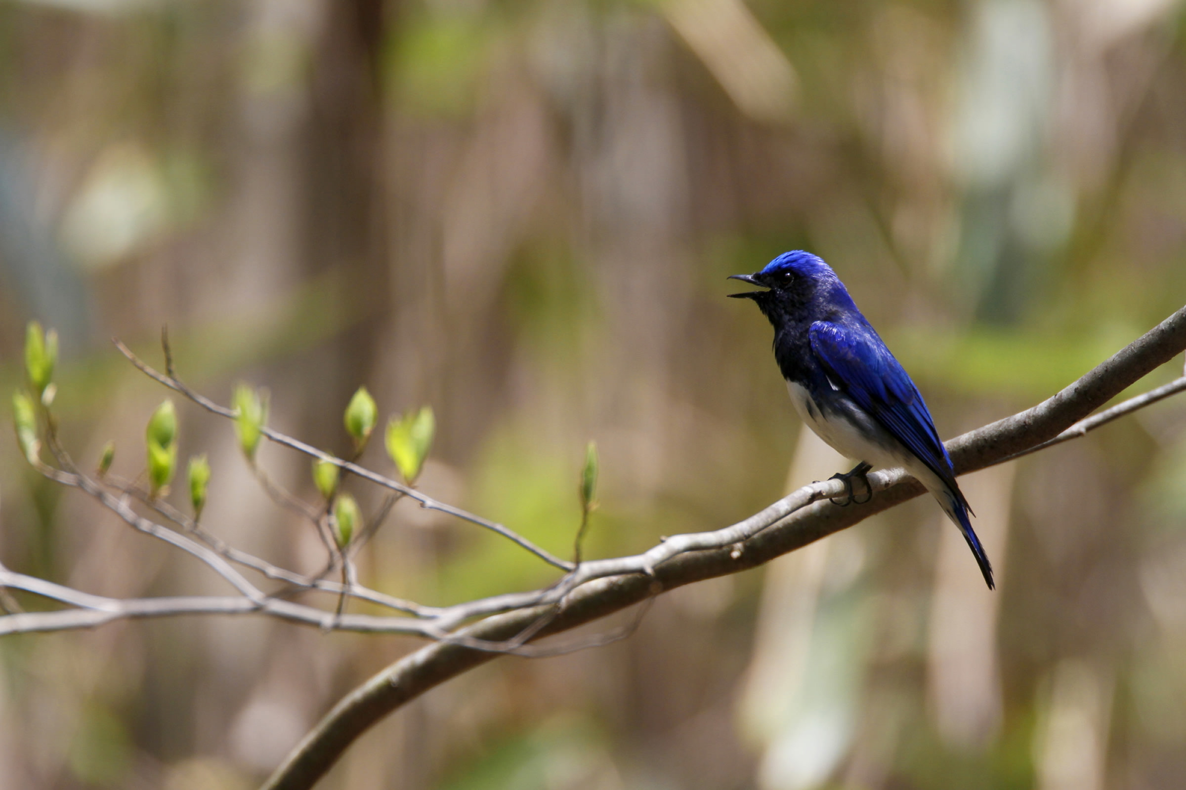 オオルリ：幸せの青い鳥 | 野鳥写真図鑑 | キヤノンバードブランチ 