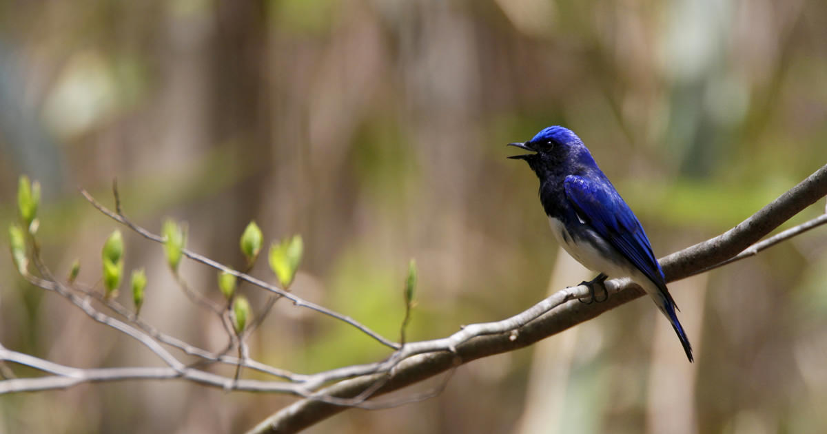 オオルリ：幸せの青い鳥｜野鳥写真図鑑｜キヤノンバードブランチ