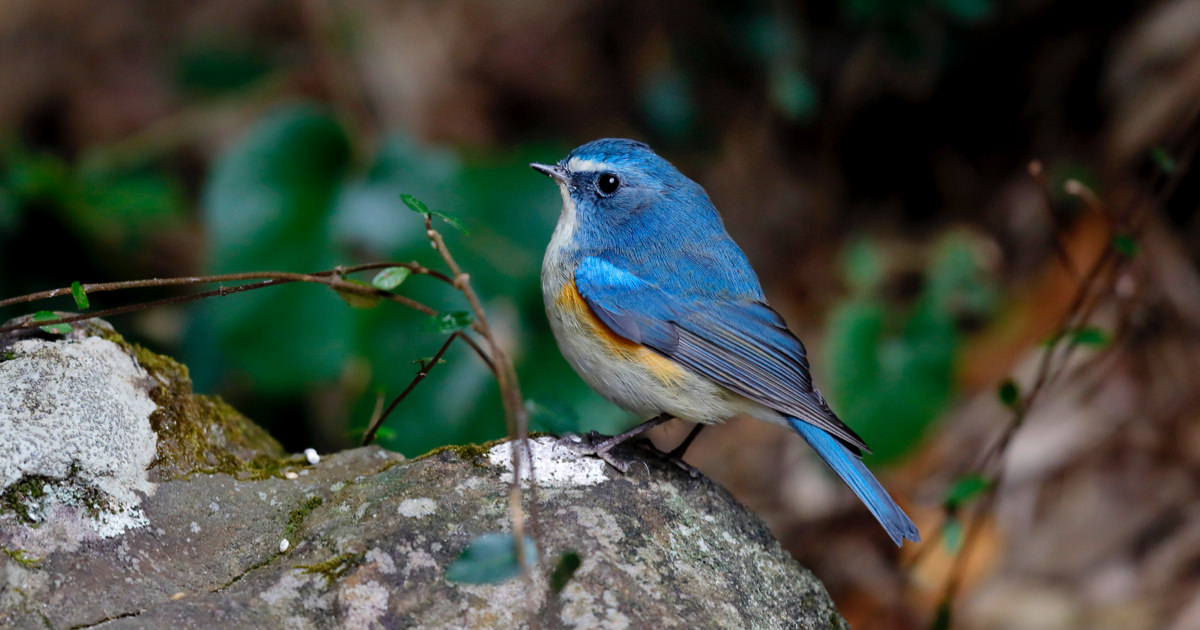 ルリビタキ：冬でも見られる青い小鳥｜野鳥写真図鑑｜キヤノンバード