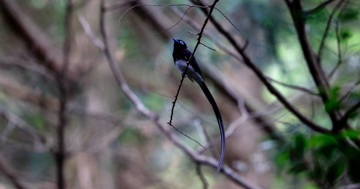 サンコウチョウ：尾が長く、嘴や眼の周りがコバルトブルー｜野鳥