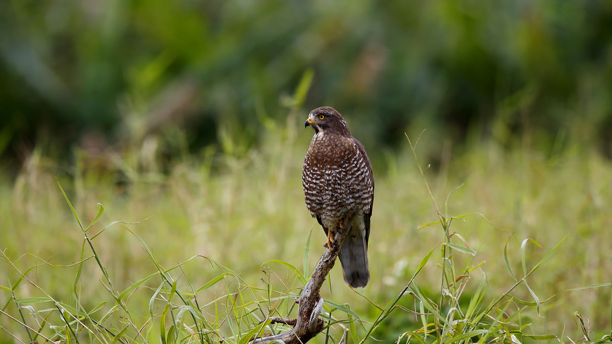 サシバ:田んぼで狩りをする猛禽類 | 野鳥写真図鑑 | キヤノンバードブランチプロジェクト