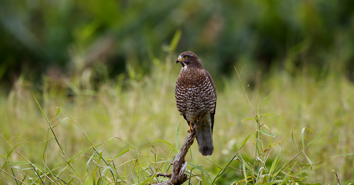 サシバ 田んぼで狩りをする猛禽類 野鳥写真図鑑 キヤノンバードブランチプロジェクト