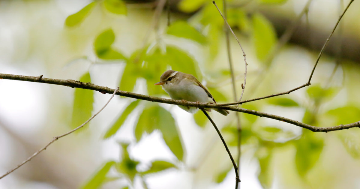 センダイムシクイ：ウグイスに似た小さな小鳥｜野鳥写真図鑑｜キヤノン