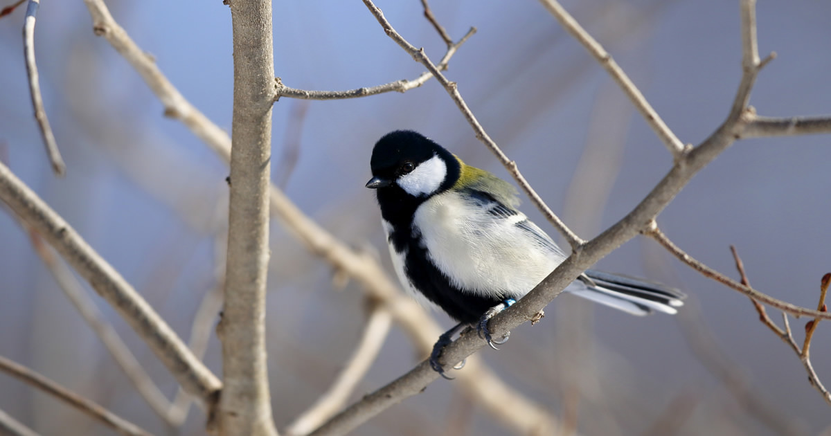 シジュウカラ：黒いネクタイ模様｜野鳥写真図鑑｜キヤノンバード