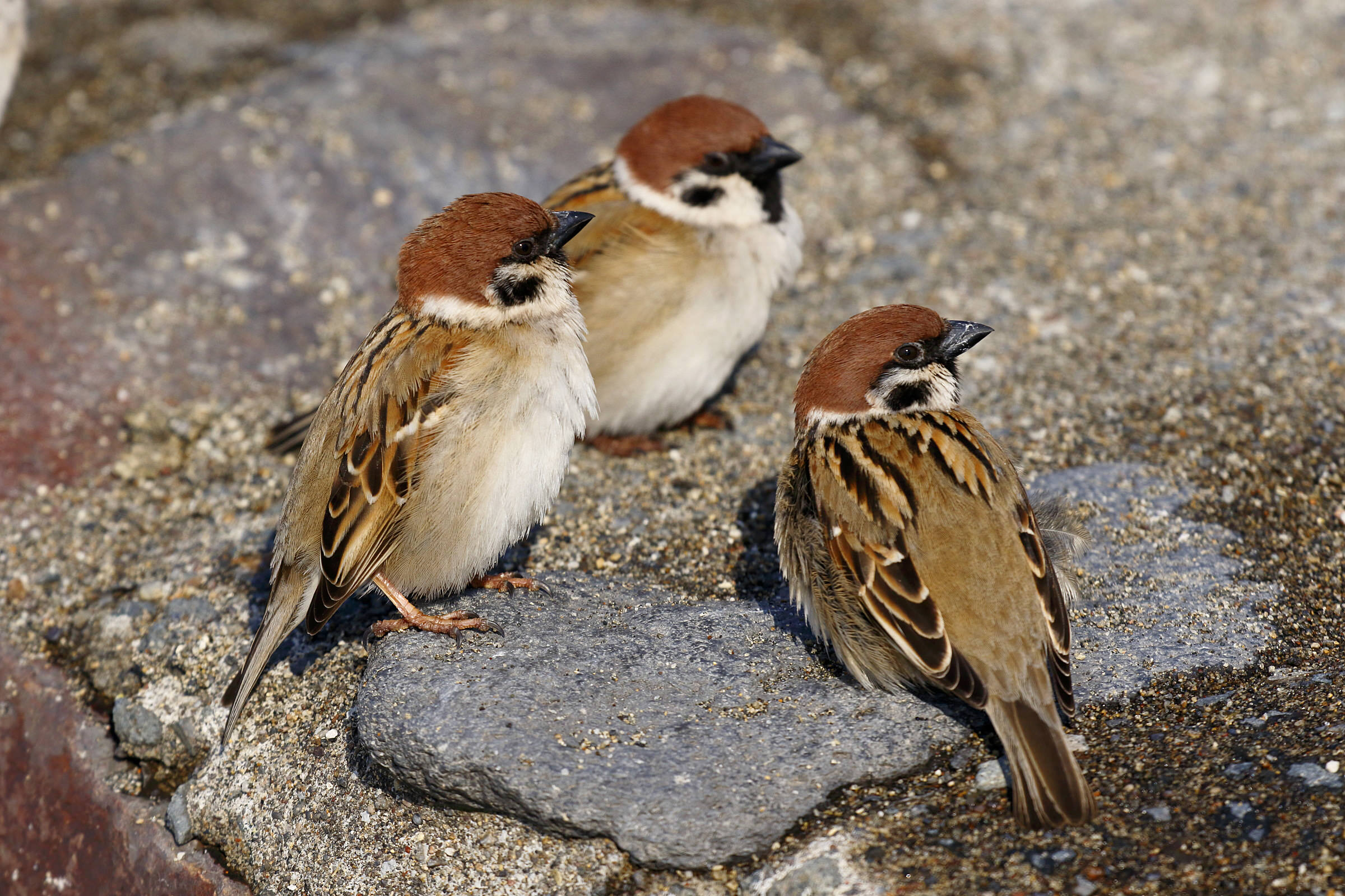 スズメ 減っている理由 野鳥写真図鑑 キヤノンバードブランチプロジェクト