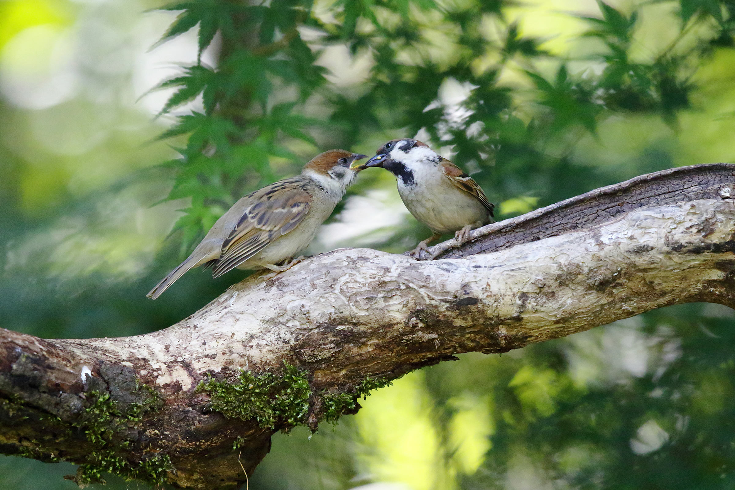 スズメ 減っている理由 野鳥写真図鑑 キヤノンバードブランチプロジェクト