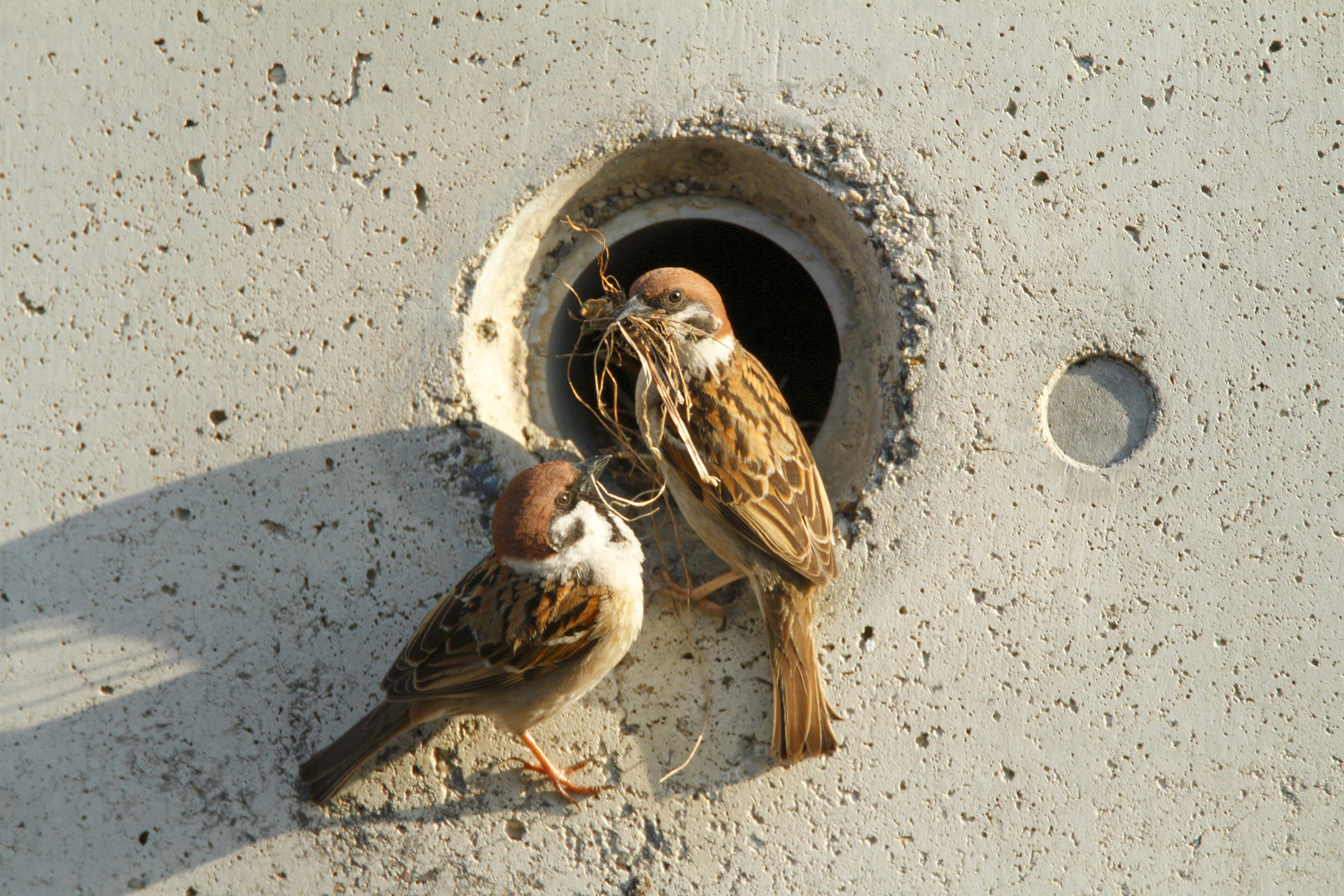 スズメ 減っている理由 野鳥写真図鑑 キヤノンバードブランチプロジェクト