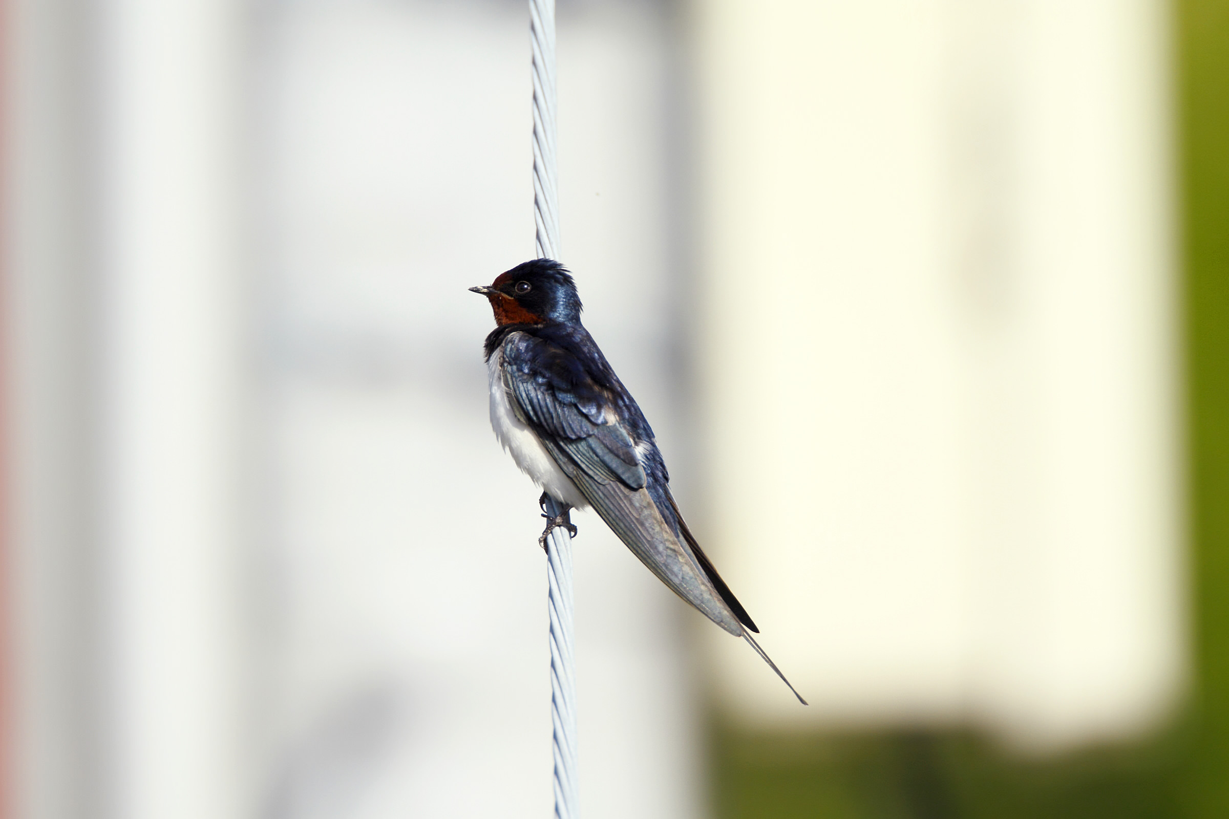 ツバメ 見分けるポイント 野鳥写真図鑑 キヤノンバードブランチプロジェクト