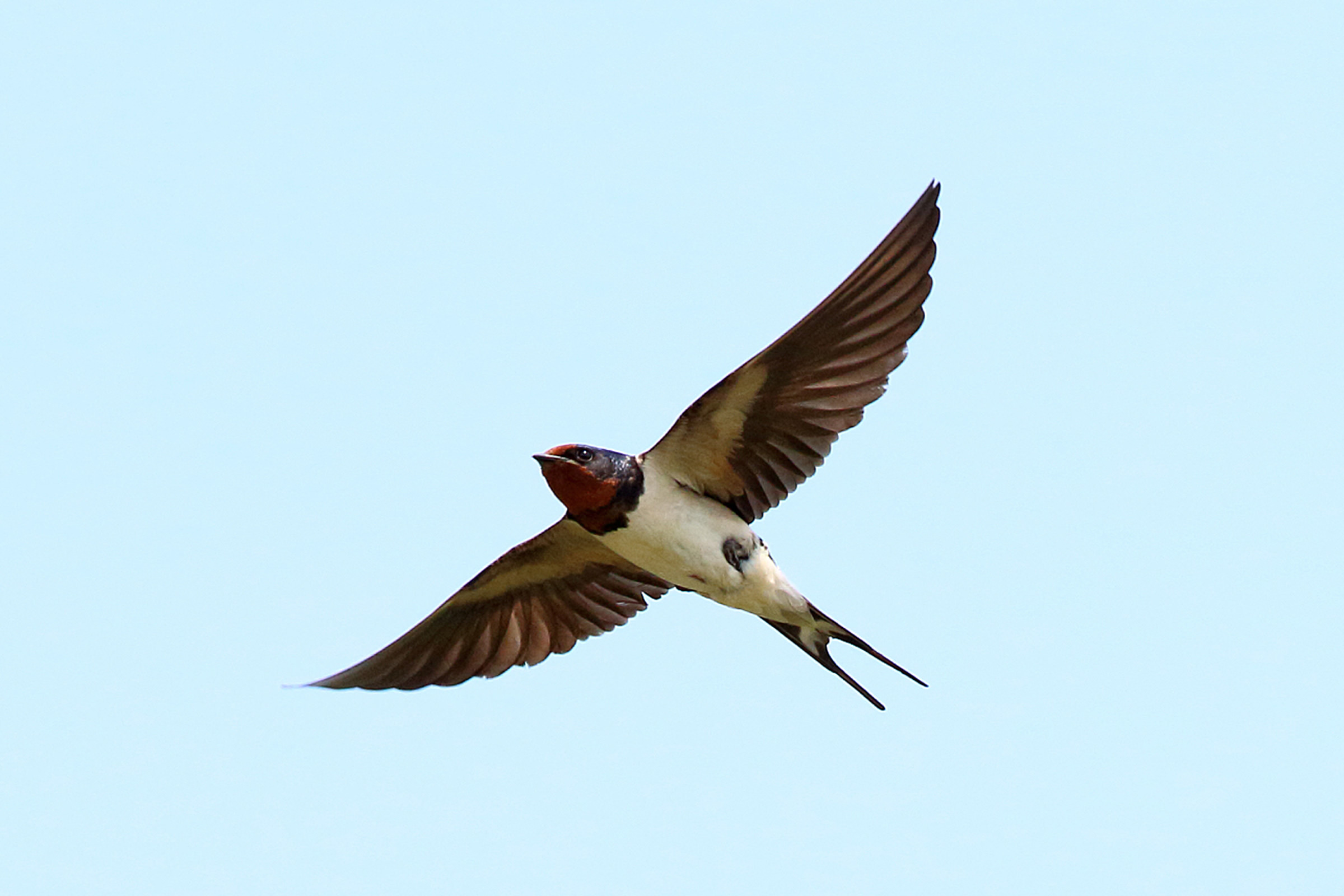 ツバメ 見分けるポイント 野鳥写真図鑑 キヤノンバードブランチプロジェクト