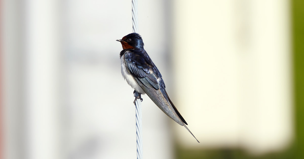 ツバメ 見分けるポイント 野鳥写真図鑑 キヤノンバードブランチプロジェクト